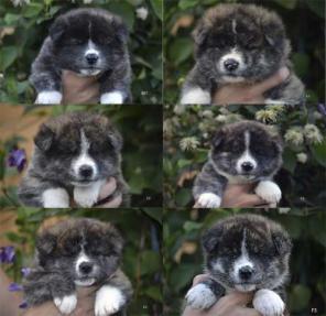 ������������� ����� �����-���, �������� �����