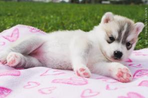 ����� �����