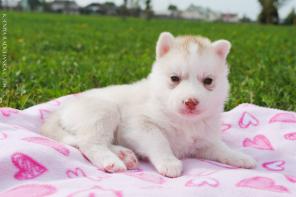 ����� �����