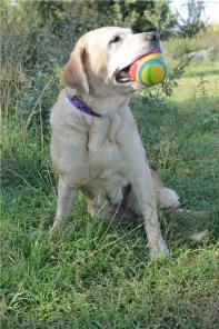 ��������� �������� ����� ���� ������� �����