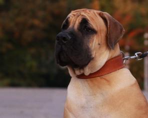 ����� ���������������� �������