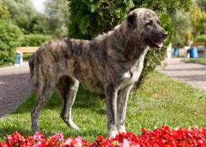 ��������, ������������ ������� ��� (������) � ���