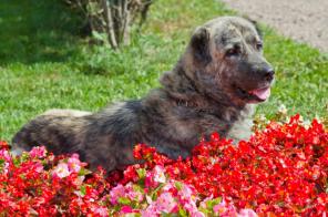 ��������, ������������ ������� ��� (������) � ���