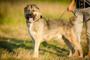 ���, ��������� ������� ������� ������ � ���