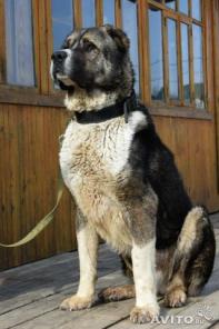 ������� ������ ��� (������) � ���