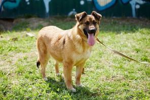 Хлоя - собака для тех, кто хочет сбросить лишний вес