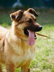 Хлоя - собака для тех, кто хочет сбросить лишний вес