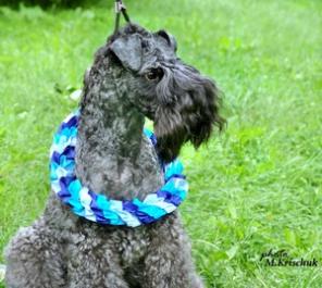 Очаровательная малышка керри блю терьера