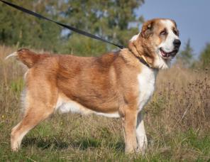 ����, ������� ������� ������ � ���