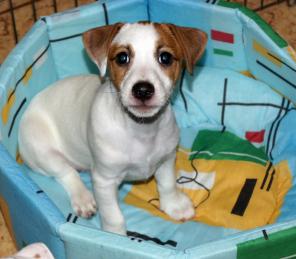 ����� ���� ������ ������