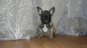 ����� ������������ ��������