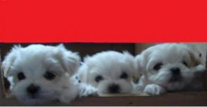 ����� ��������