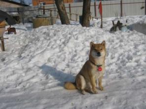 ���� ��� ( ���� ���) ����� ���������