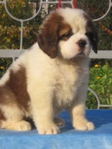 ����� ����������