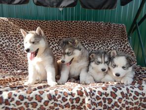 ������ ������ ������ ��������� �����