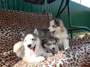 ������ ������ ������ ��������� �����