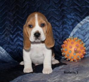 ������� �����