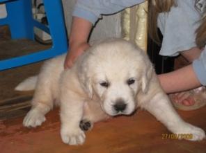 �����  "����� �������"