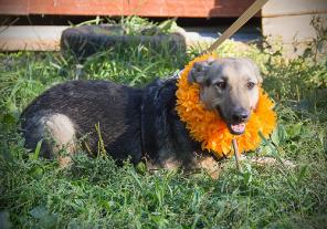 ��������, ������� ������� � ���, � ������ ����