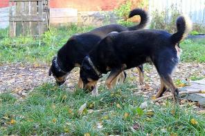 Метисы ротвейлера Валька и Борька в добрые руки.