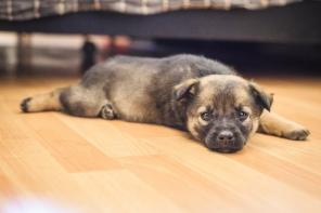 ���� ��� ����������� ������� 1,5 ������