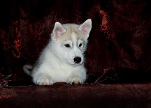 ����� ��������� �����