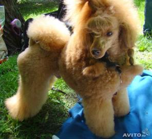 ����������� �������� �������� ���� ���������� ���������