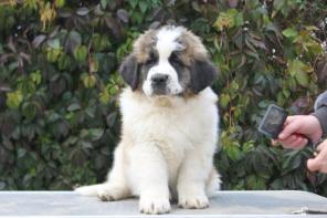 ����� ���������� ����������