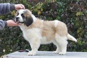 ����� ���������� ����������