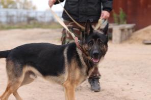 ���� ��� �������� ����� ���