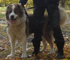 ����! ������������ ���������� ������� � ���.