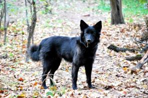 �������������� ������� ����, 9 �������