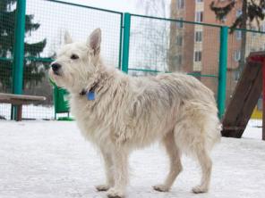 ������ ����� ���� ������