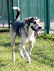 ��� - ��������� ������ ��� ����� ����� � ���