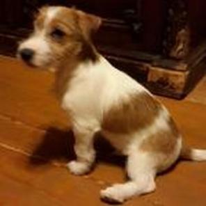 ����� ���� ������� �������