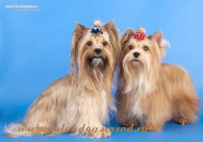 ����� ������� �������� ������