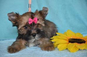 ����� ������� �������� ������