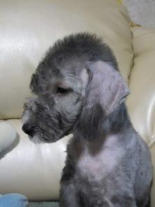 ����������-������, �������������� �����, ��������.