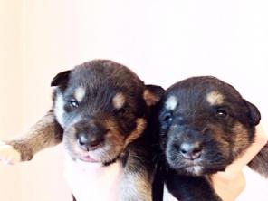 �������� � ��� �����, ������ �������.