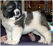 ������ ������ ���������� �������