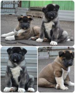 ������������ �����, ������� � �������.