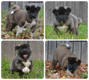 ������������ �����, ������� � �������.