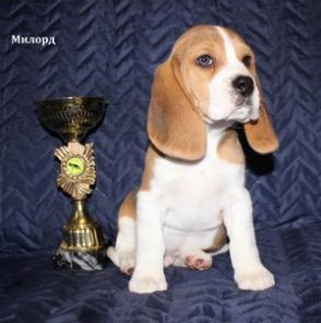 ��������� ����� �����