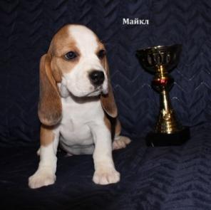 ��������� ����� �����