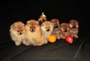 ���� ��������� ������� ������