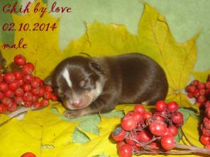 ����� ��������, �������