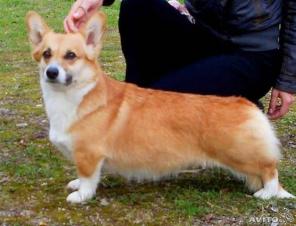 ����� ����� �����