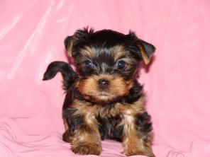 ����������� ������ �����