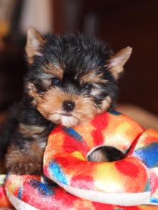 ����������� ������ �����