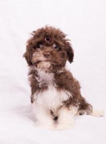 ����� ������� ������� �������